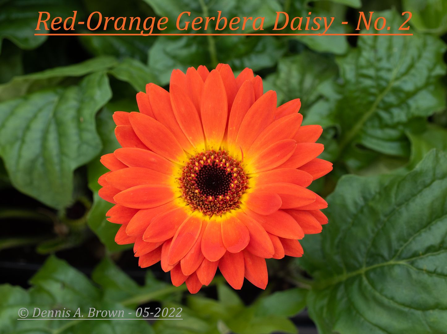 Red-Orange_Gerbera_Daisy_No._2.jpg