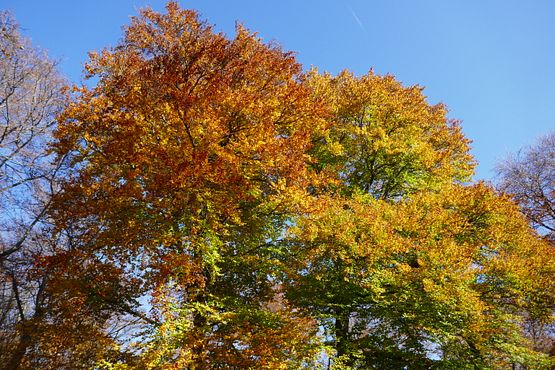 2020_1102Herbst0005
