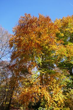 2020_1102Herbst0006