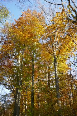2020_1102Herbst0021