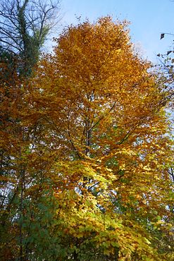2020_1102Herbst0027