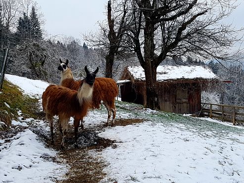 Alpacas - Winter
