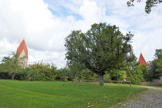 Birnbaum auf Schwedenwiese