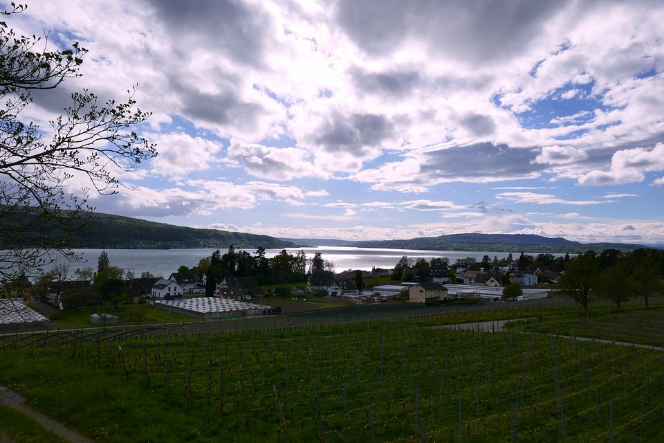 Rheinseite Reichenau