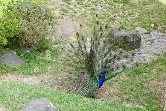 Pfau im Graben