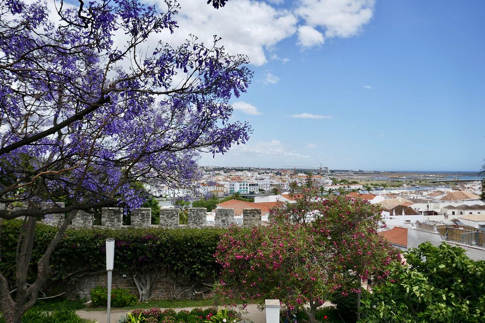 Blick Tavira Flieder