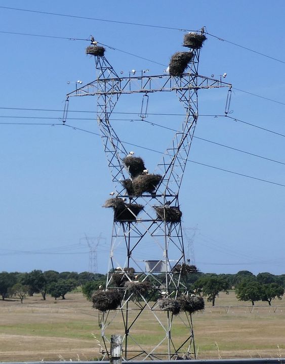 Storch Central 