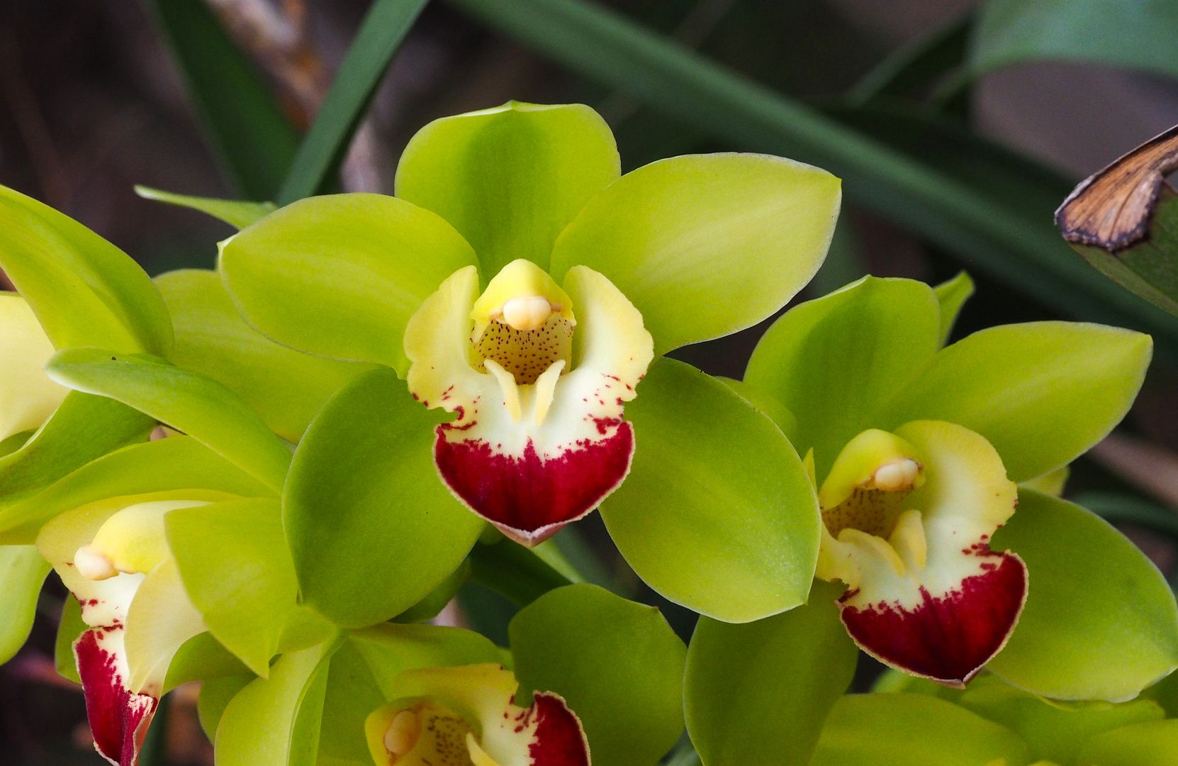 Cymbidium vert A_cymb_2023