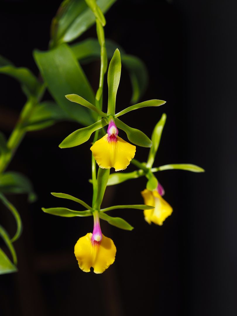 Epidendrum A_mimosa_5