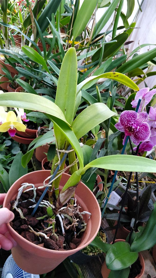 Cattleya Dinard 'Blue Heaven' - Page 3 A_nefi_8b
