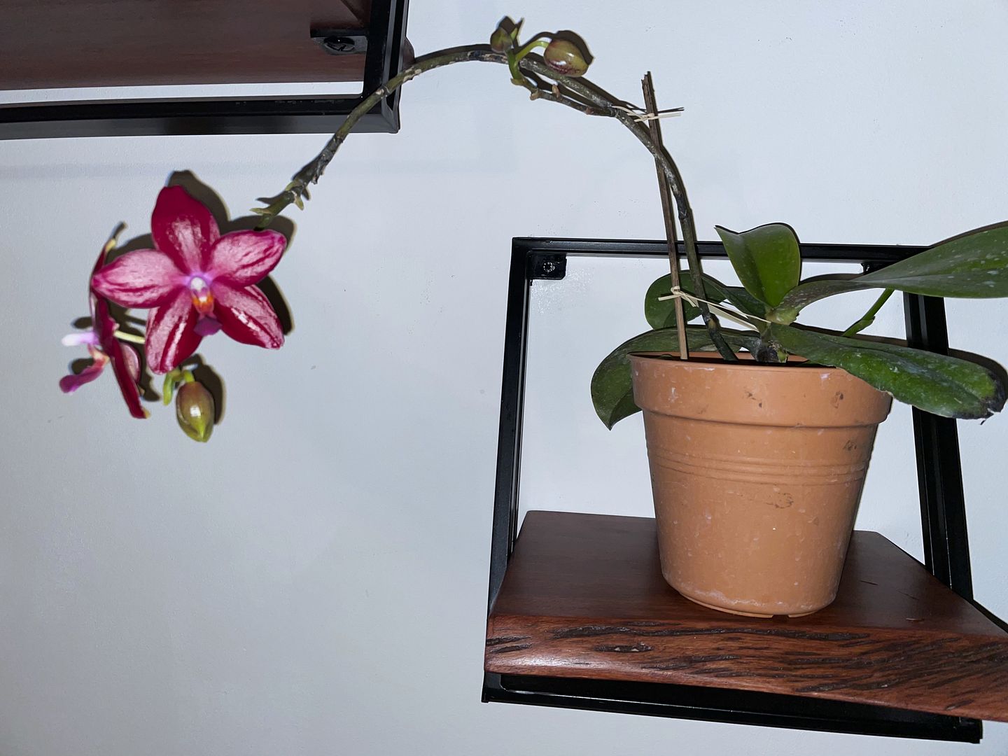 Phalaenopsis Miva Orchidouxdingue A_neo3