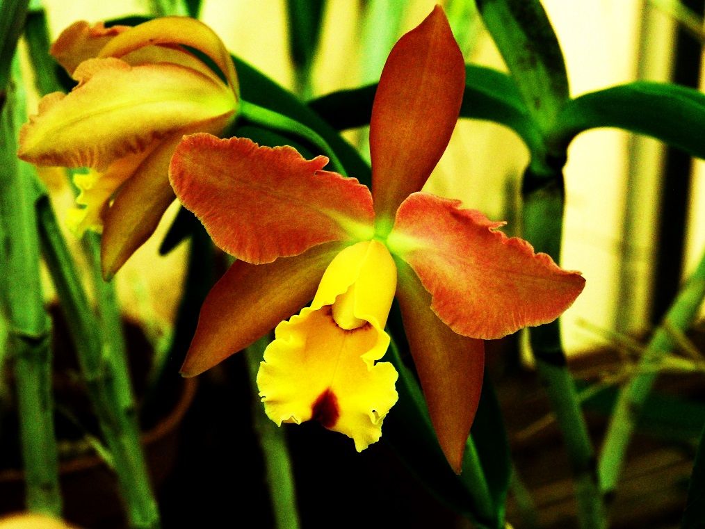 Cattleya Stradivarius 'Eclipse' am/rhs Orcchid_15_11_20_065