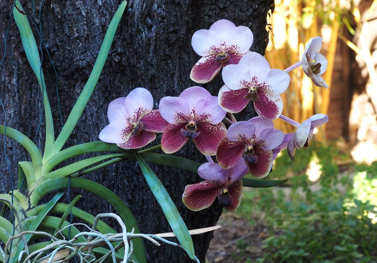 Vanda sanderiana (hybride) Orchids_12_2_22_044