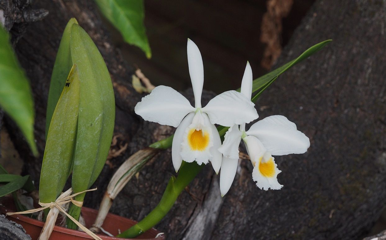 Cattleya wallisii(eldorado) f.alba Orchids_13_08_21_024