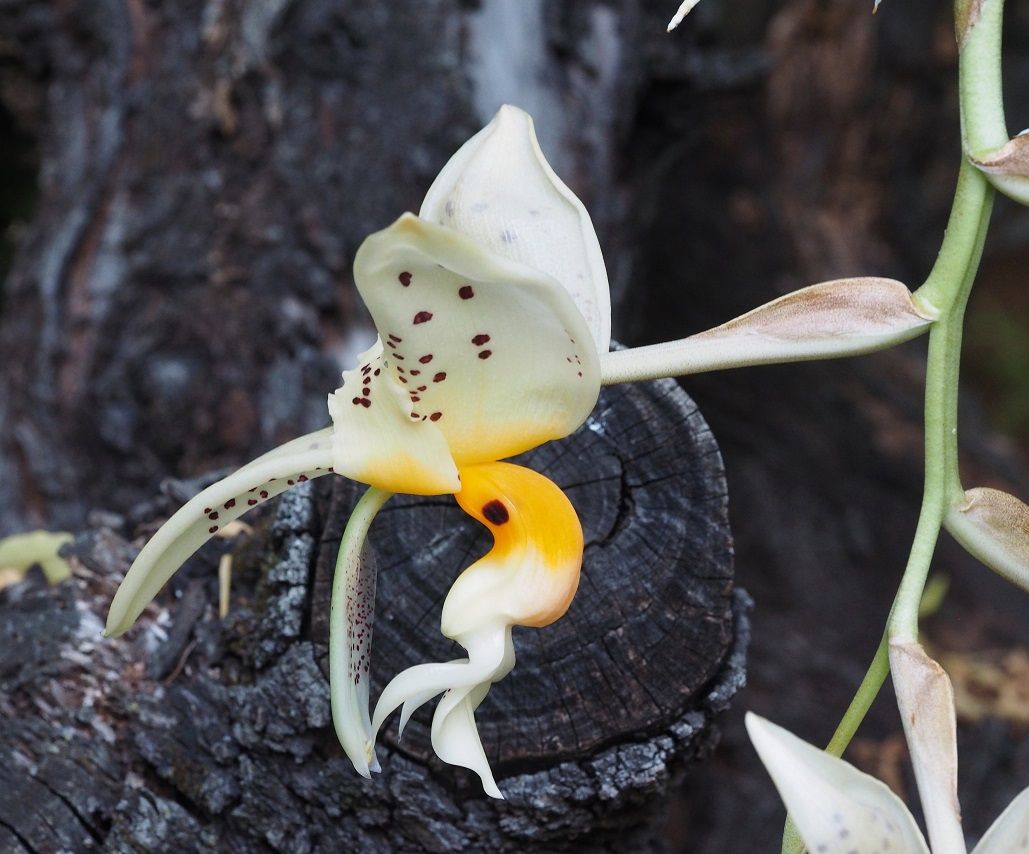 Stanhopea embreei Orchids_18_07_21_051