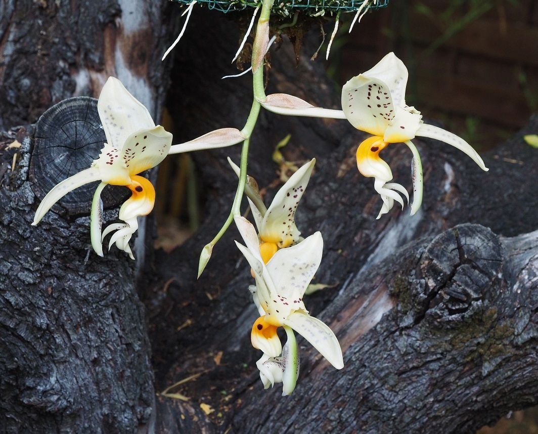 Stanhopea embreei Orchids_18_07_21_079