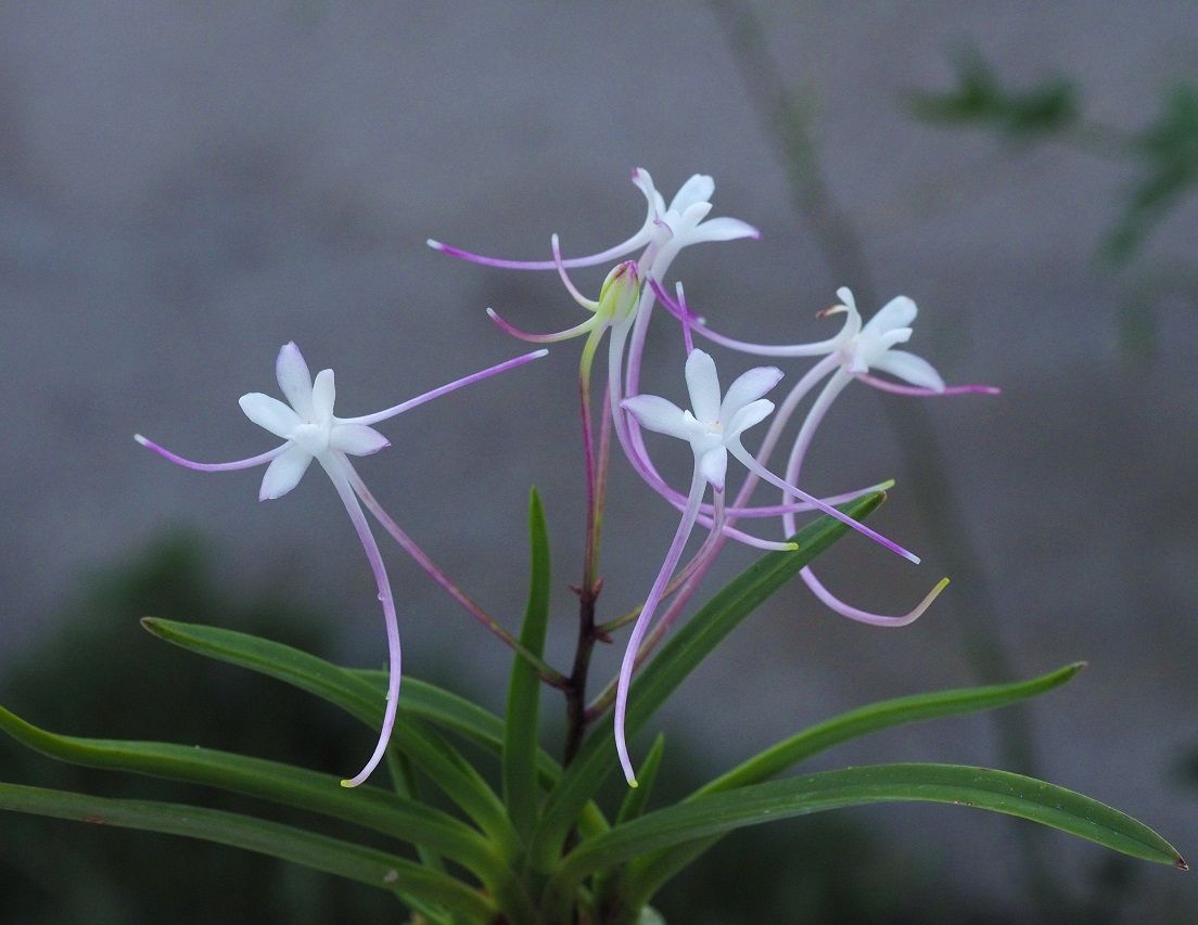 Vanda(ex Neofinetia) manjushage x raiko (samhongjeon) Orchids_20_0_72021_003