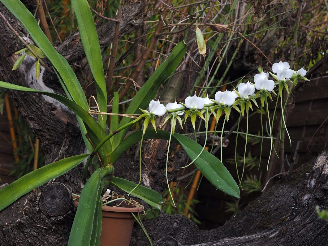 Angraecum longicalcar  Orchids_21_11_20_002