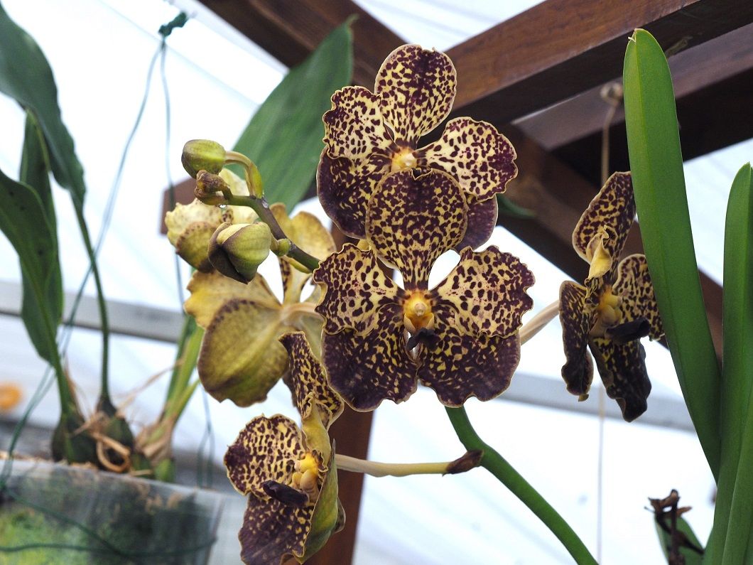 Vanda marron Orchids_21_4_2021_029
