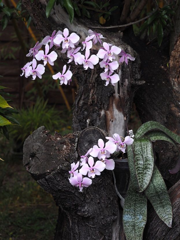 Phalaenopsis schilleriana Orchids_21_4_2021_103