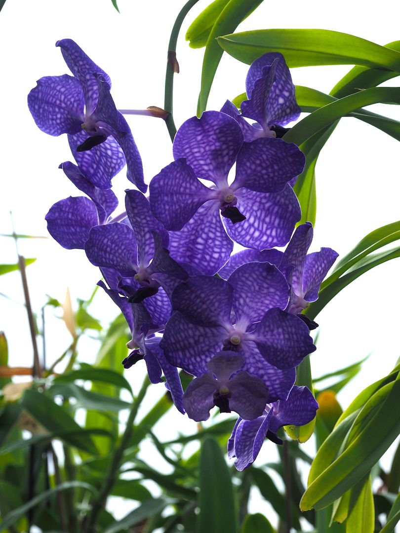 Vanda bleu nuit/marron Orchids_26_11_2021_004
