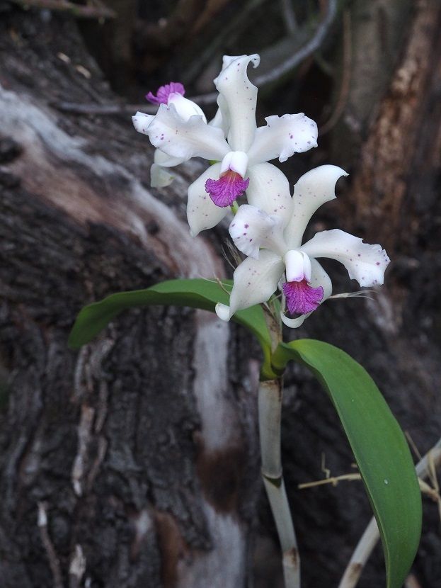 Cattleya amethystoglossa f. coerulea Orchids_26_2_21_073