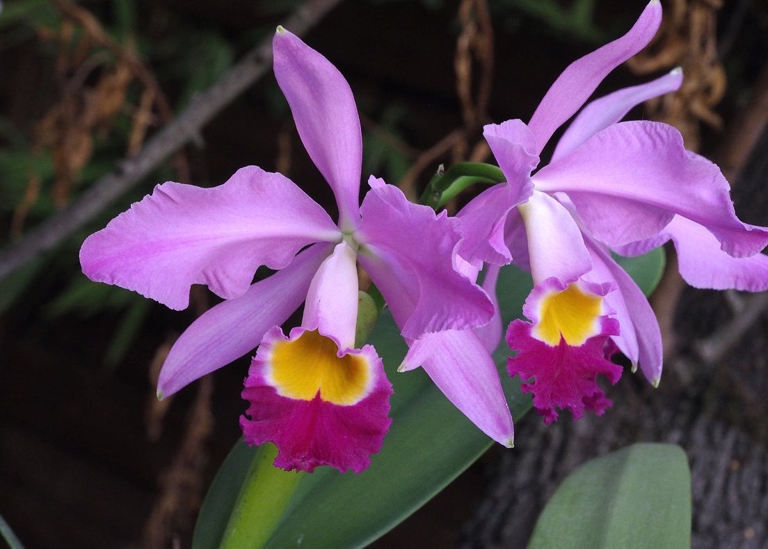 Cattleya  wallisii(eldorado) "mt ito" Orchids_26_9_21_024