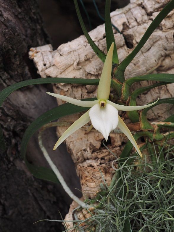 Angraecum elephantinum  Orchids_27_1_21_073