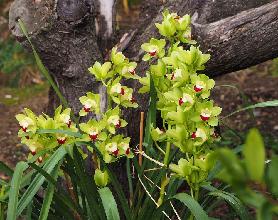 Cymbidium vert Orchids_27_1_21_126