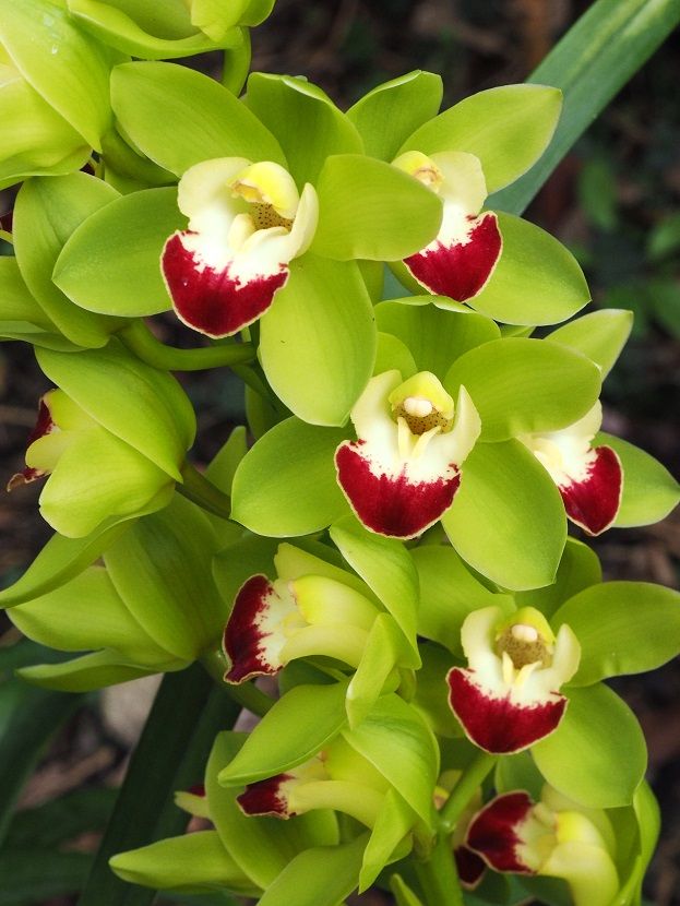 Cymbidium vert Orchids_27_1_21_182