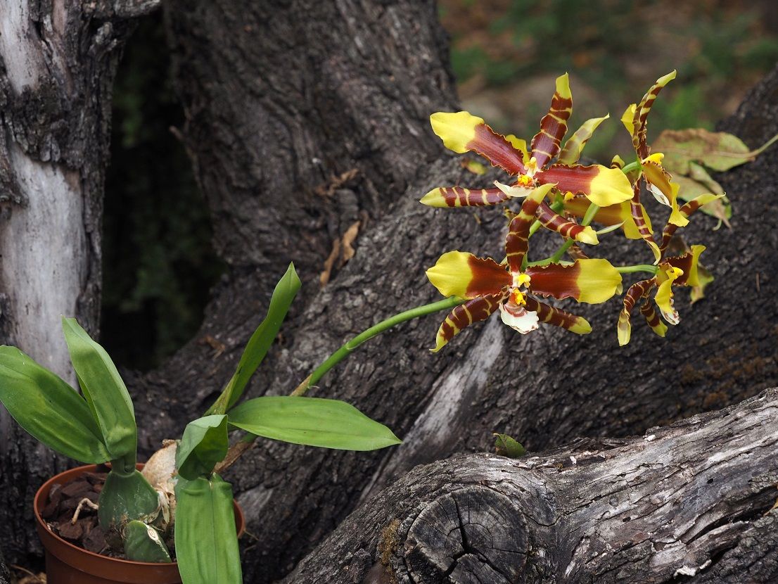 Rossioglossum grande  Orchids_2_11_20_064