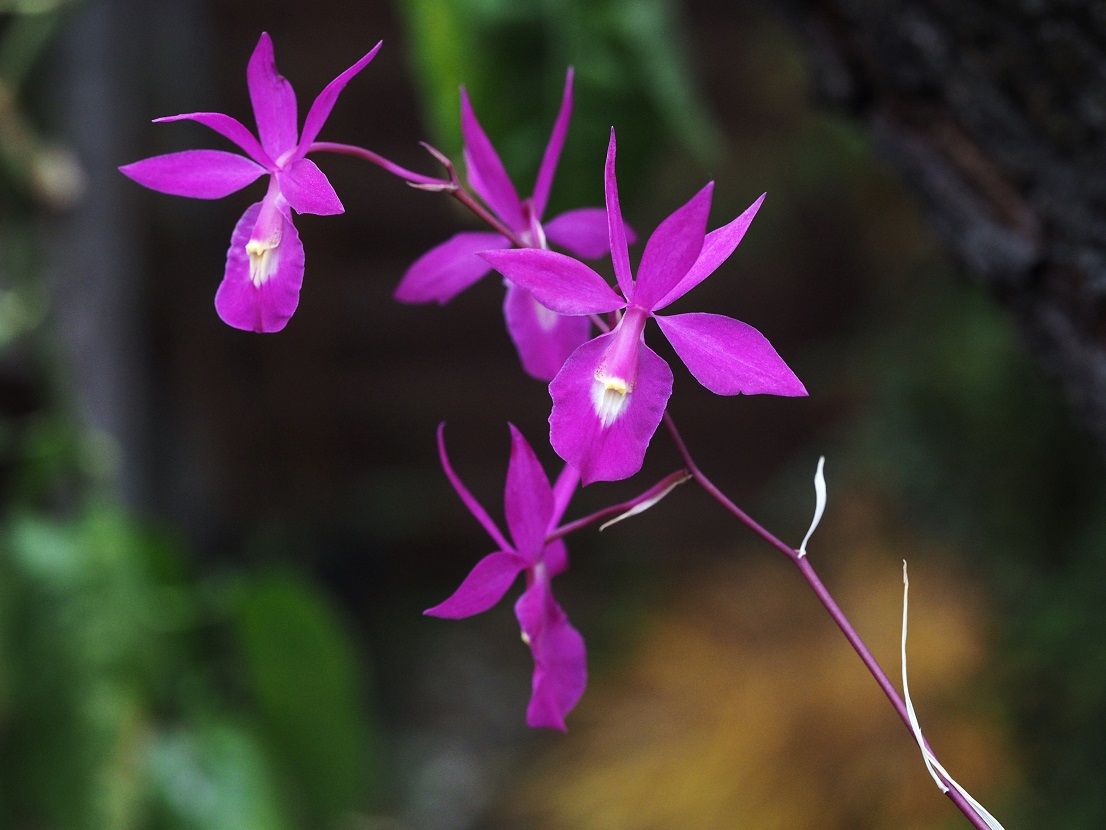 Barkeria scandens  Orchids_2_11_20_129