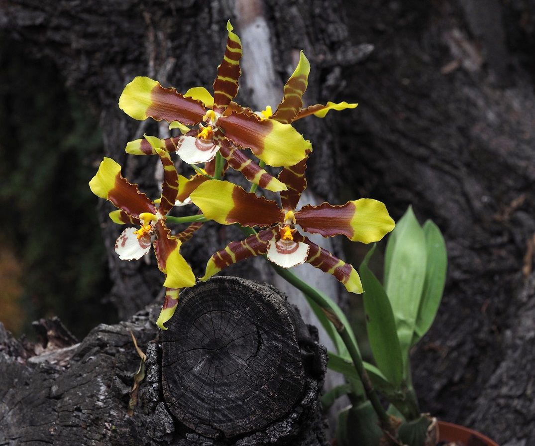 Rossioglossum grande  Orchids_2_11_20_148