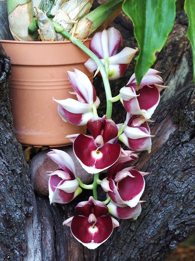 Catasatum pileatum var imperial' pierre couret' Orchids_30_8_2031_051