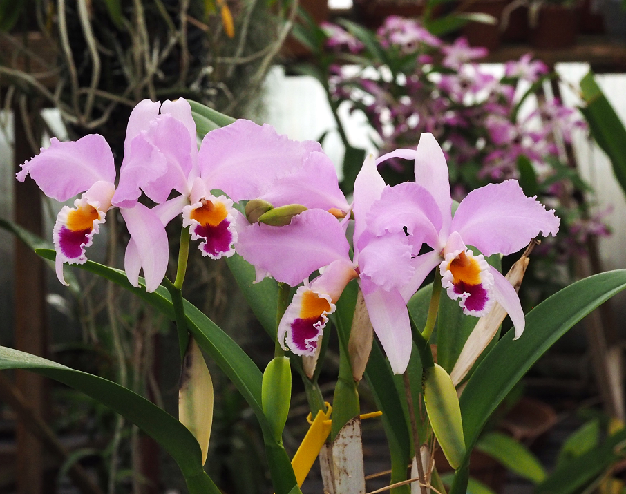 Cattleya Adela Orchids_9_2_21_056_a
