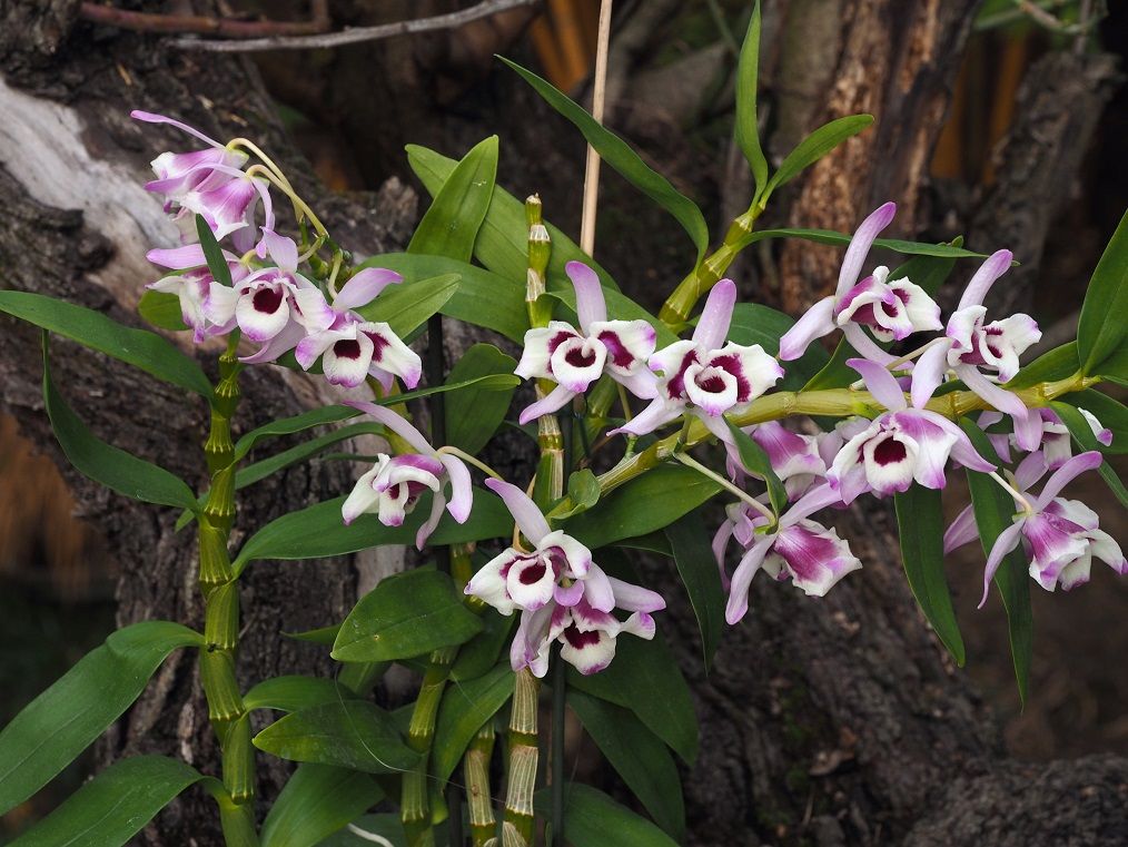 orchids_9_2_21_091.JPG