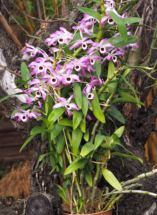 orchids_9_2_21_109.JPG