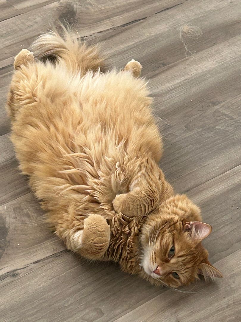 Does anyone else’s cat randomly attack you, and how to get it to stop? r/CatTraining