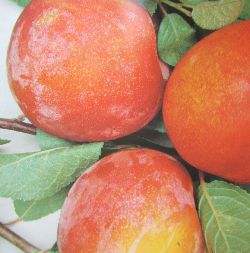 Pflaume_Autumen_Giant_R