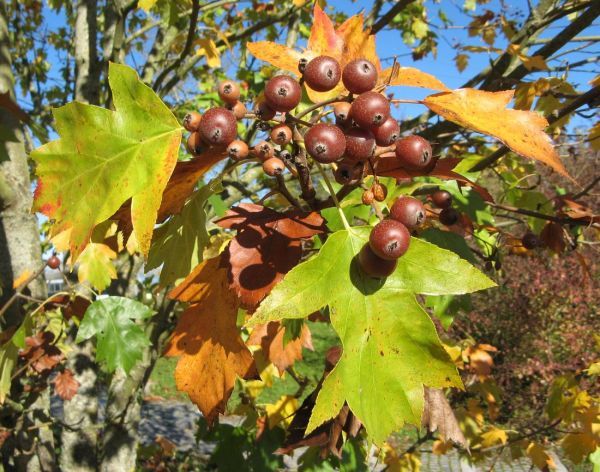 fittosize_600_0_2b2b078c3e6be19ff5923a84af0c6fbf_sorbus_torminalis_fruechte006.jpg