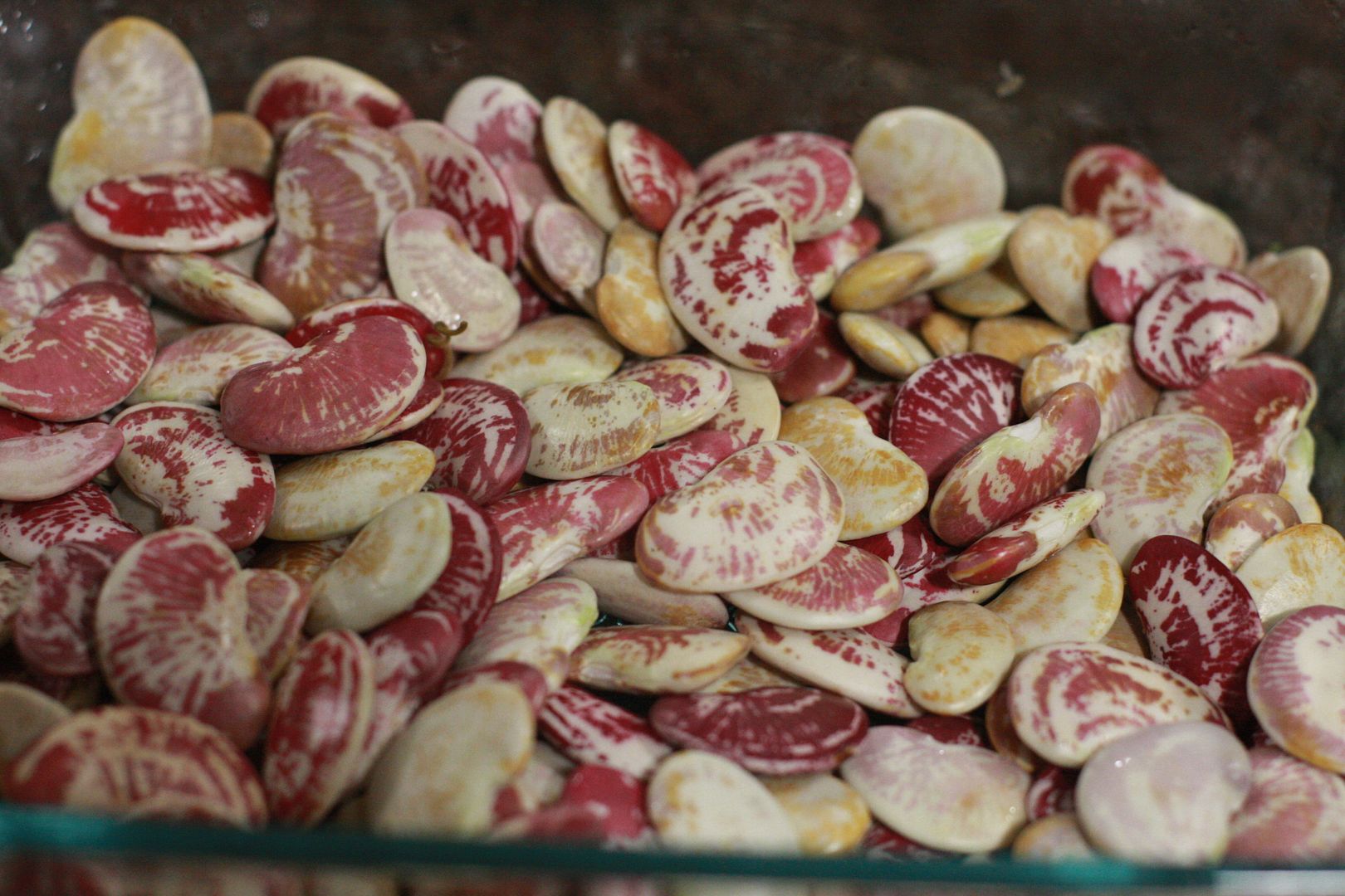 Christmas Lima Beans