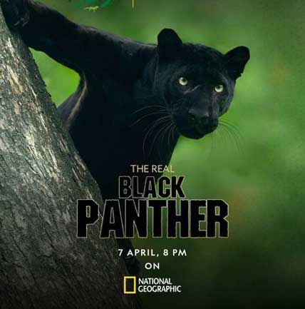 The Real Black Panther