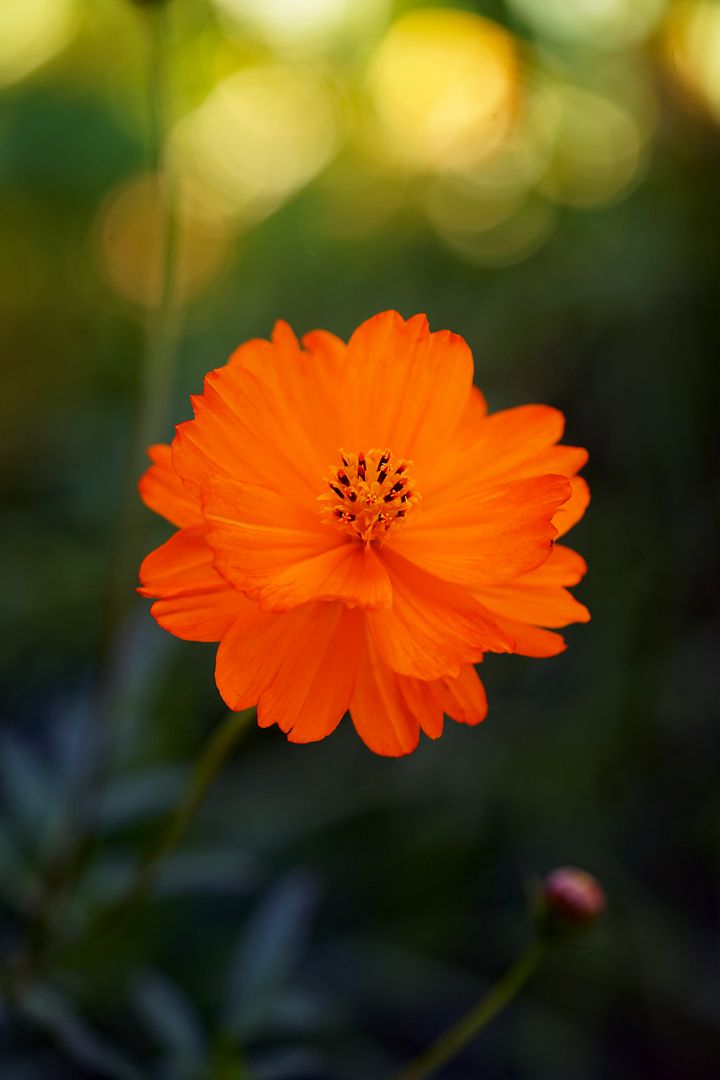 marigold_8-8-17.jpg