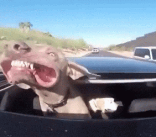 weimaraner-smile.gif